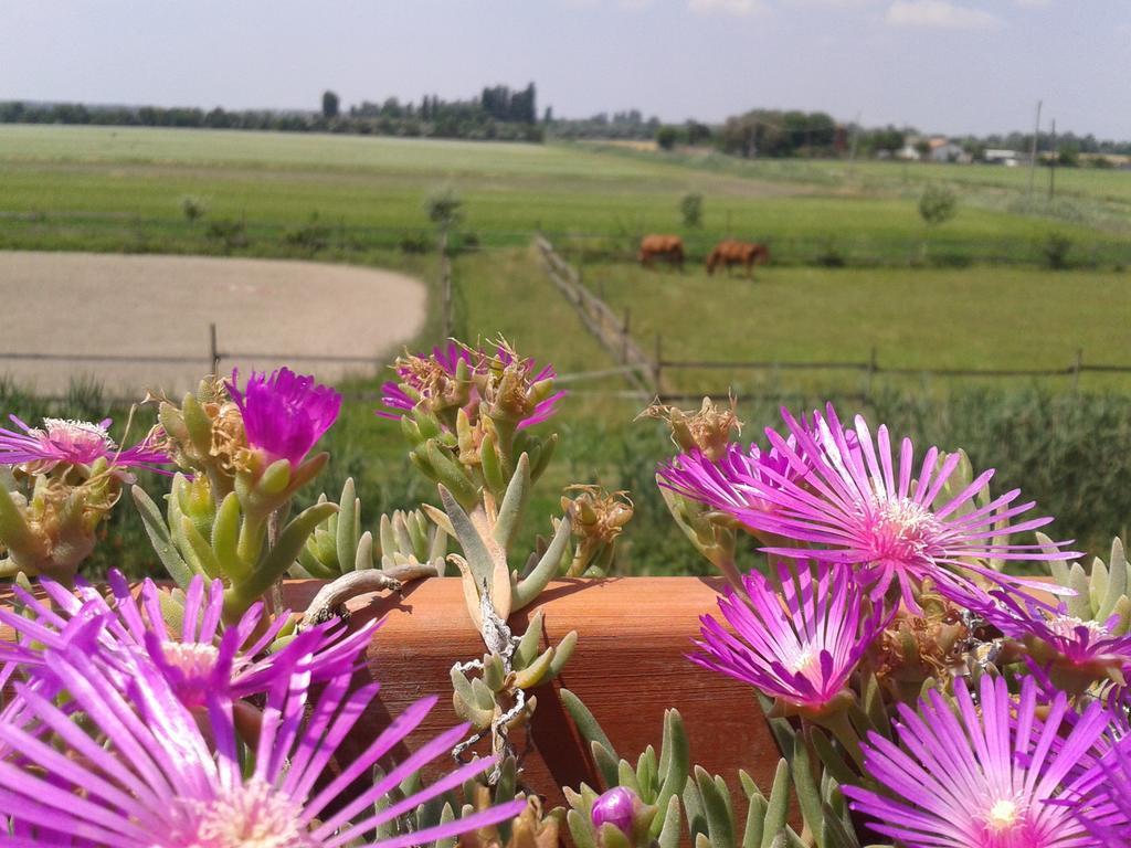 Valle Rillo Agriturismo Comacchio Exterior foto
