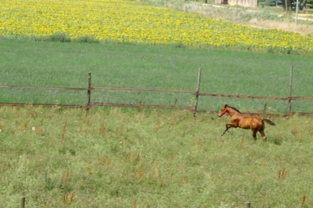 Valle Rillo Agriturismo Comacchio Exterior foto